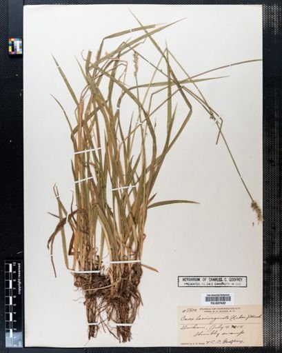 Carex laevivaginata