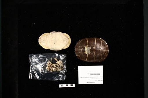 Chrysemys picta