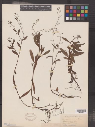 Myosotis laxa