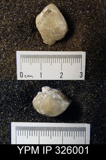 Reticularia rostrata