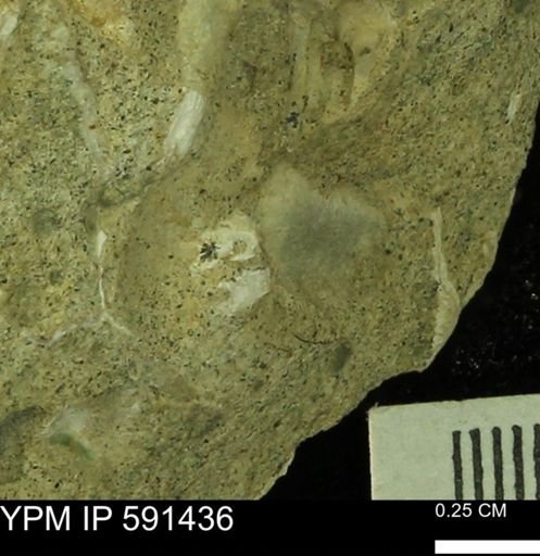 undet. Bivalvia