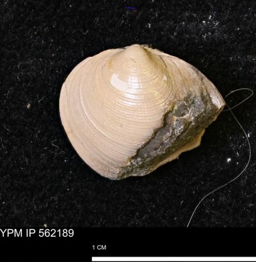 Limopsis striatopunctatus