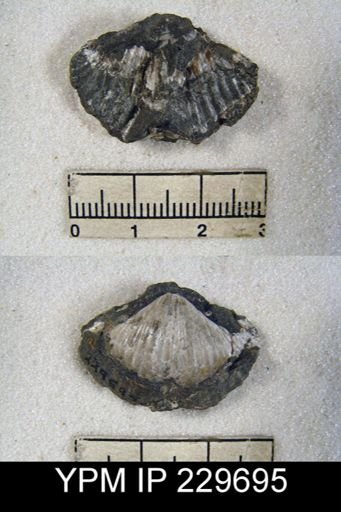 Spirifer occidentalis
