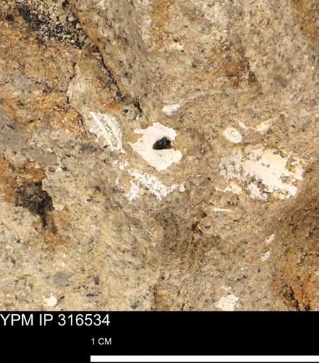 undet. Mollusca