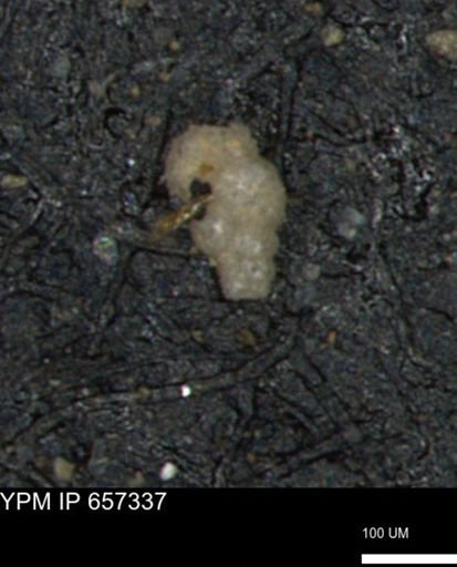 Bimonilina variana