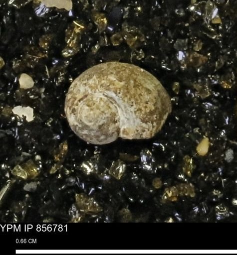 Euspira sp.