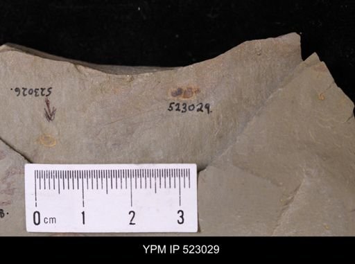 undet. Orthida