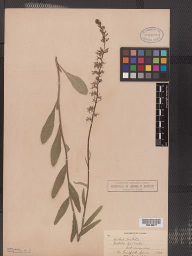 Lobelia spicata