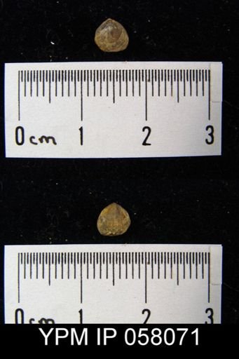 Atrypina imbricata
