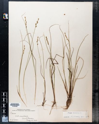 Carex canescens