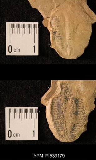 Elrathia kingi