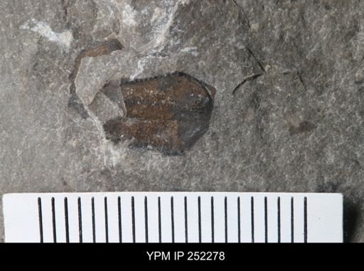 undet. Eurypterida
