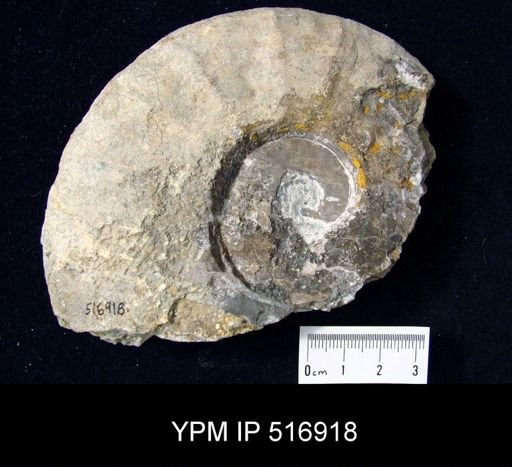 Arctoceras tuberculatum
