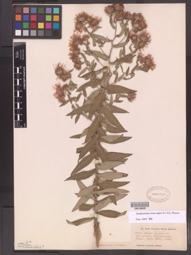 Symphyotrichum novae-angliae