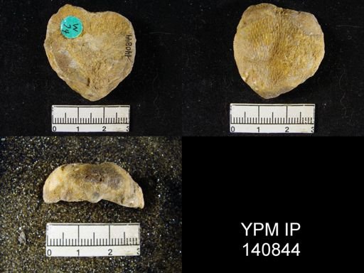 Productus (Waagenoconcha) purdoni