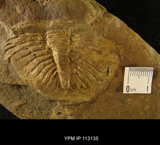 Asaphus nobilis