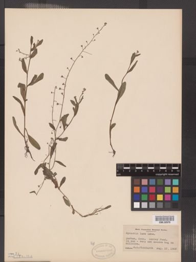 Myosotis laxa