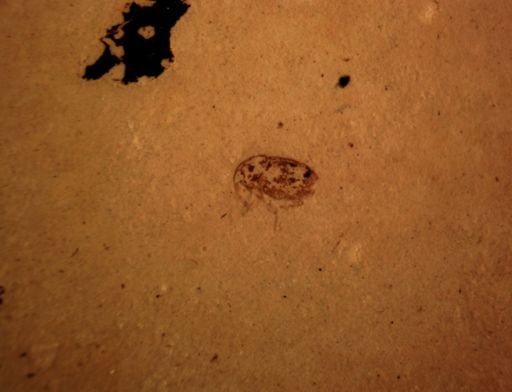 undet. Curculionidae