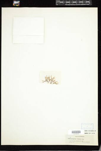 Gymnogongrus tenuis