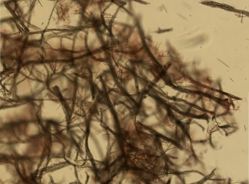 Isodictya deichmannae