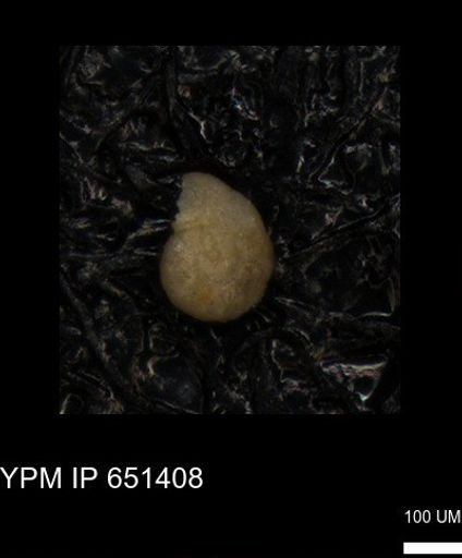 undet. Foraminiferida