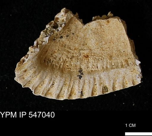 Scapharca transversa