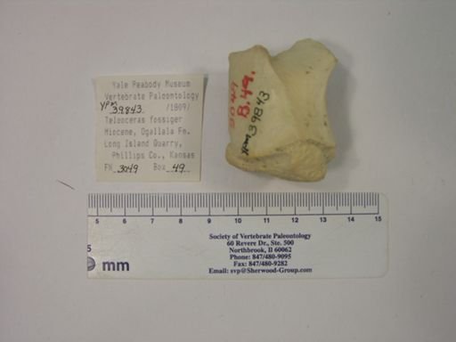 Teleoceras fossiger