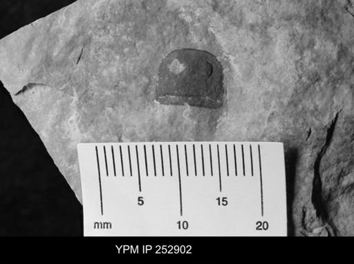 Eurypterus sp.