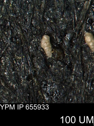 Ammobaculites euides