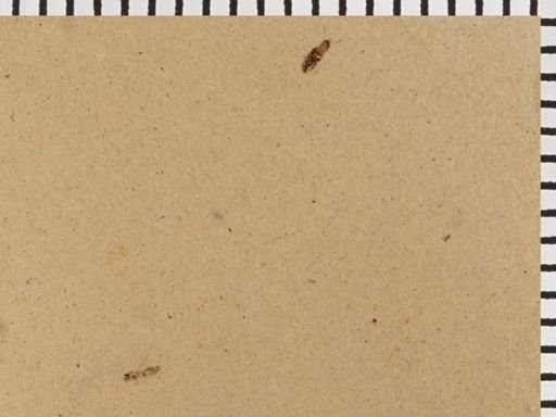 Staphylinidae