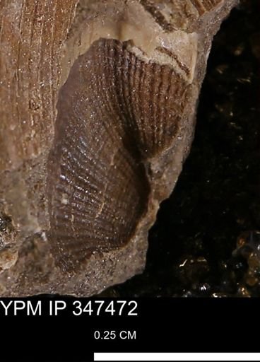 Parallelodon (Cosmetodon) sp.