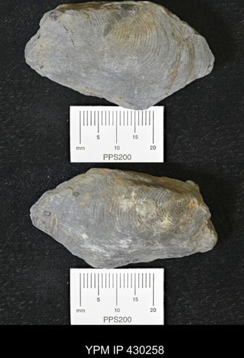 Modiomorpha concentrica