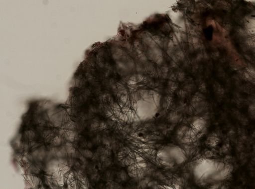 Tedania sp.