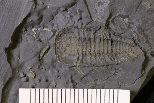 Triarthrus
