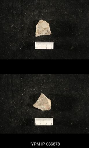 undet. Nautiloidea