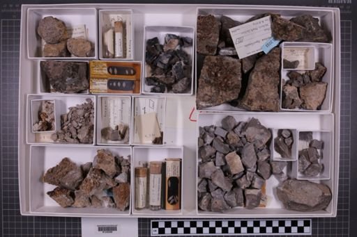 mixed taxa, stratigraphic collection