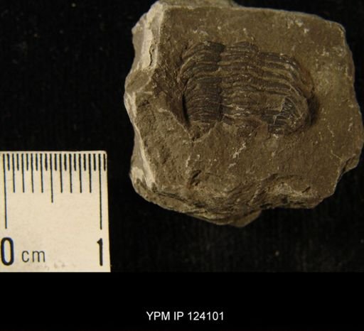 Phacops rana