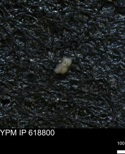 undet. Rugoglobigerinidae