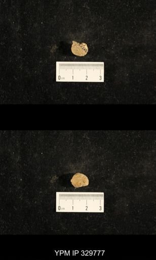 Euphemites carbonarius