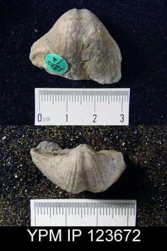 Spirifer concinnus