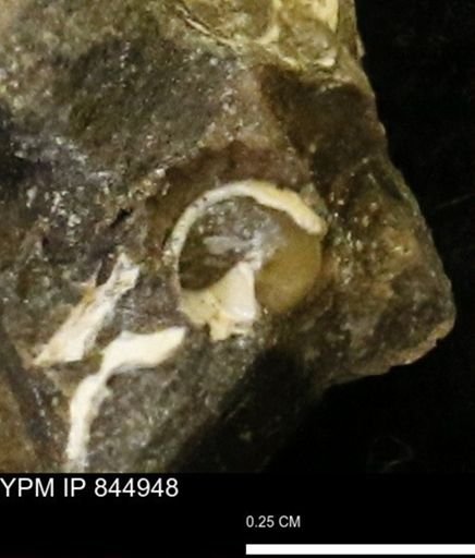 undet. Gastropoda