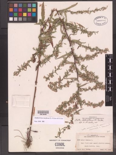Symphyotrichum lateriflorum