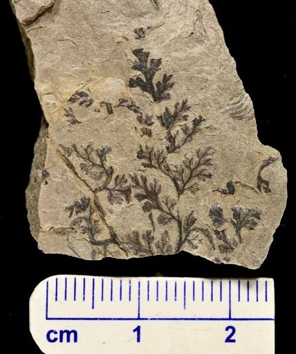 Sphenopteris sp.