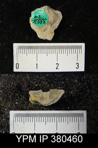 Cyrtia cyrtiniformis