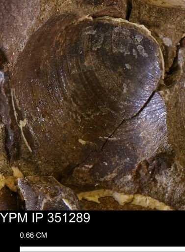 Limopsis striatopunctatus