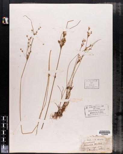 Juncus tenuis