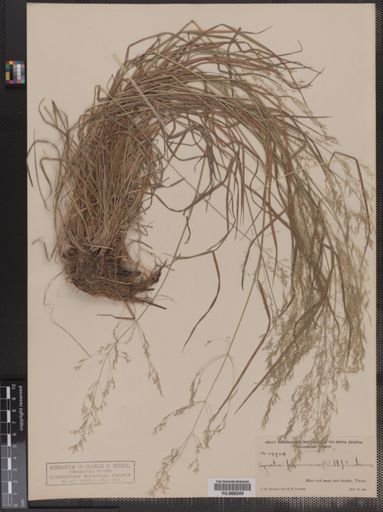 Agrostis perennans