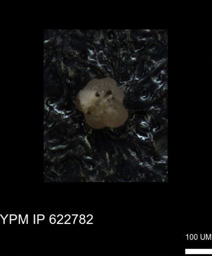 undet. Globorotaliidae