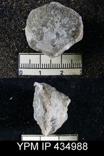 Richthofenia lawrenciana