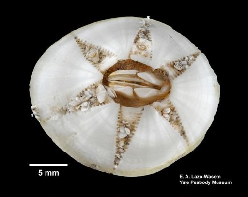 Chelonibia testudinaria
